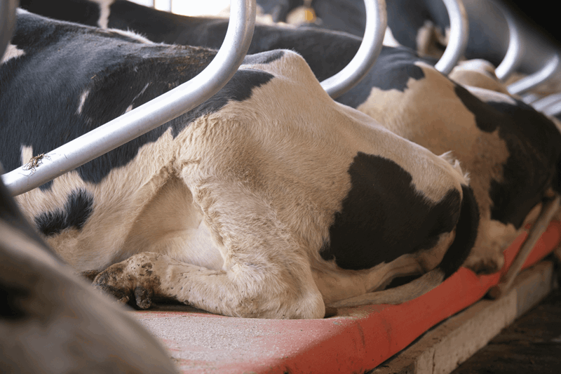 Mpv Dutchmountain 043 (Large)