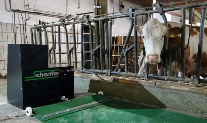 Scherfler Feed Belt 1