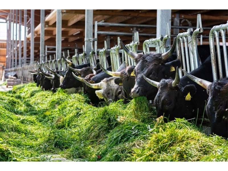 Fressgitter/ Recinto di alimentazione Fressgitter/ Recinto di alimentazione