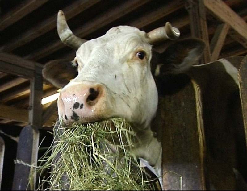 Fütterungstechnik/ Tecnologia di alimentazione