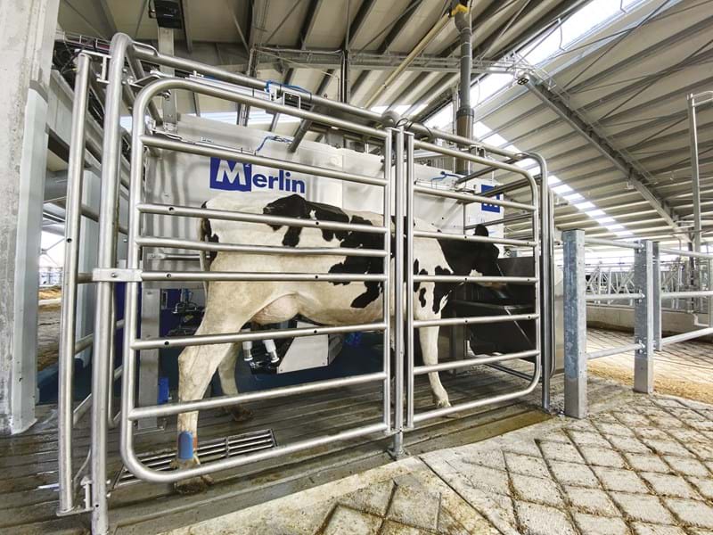 TDM Vacca Merlin TAG3 IMG 1079