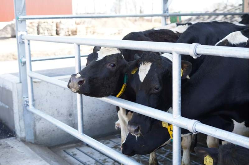 Abtrenngitter und Zubehör Scaled/ Griglie divisorie e accessori Scaled